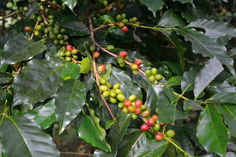 Coffee bean on branch stock photo. Image of caffeine 92345744