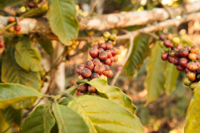 Coffee Bean Growing on Coffee Plant Stock Photo Image of asia, fruit 67522468