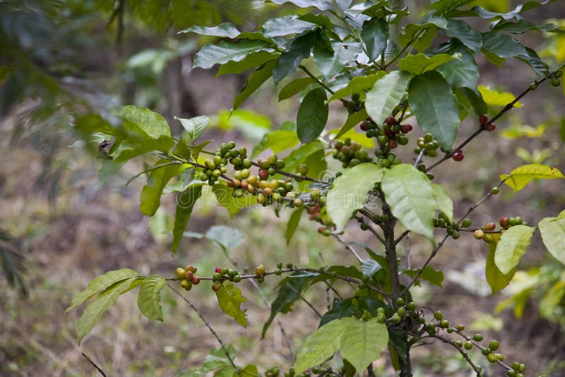 Coffee Bean Plant stock image. Image of grind, coffee 20574783