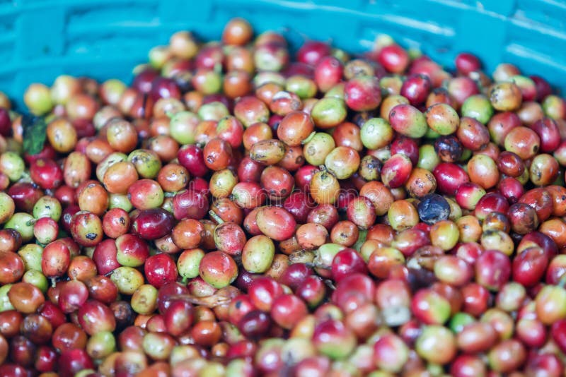 Coffee bean raw stock photo. Image of unroasted, farm 48581560
