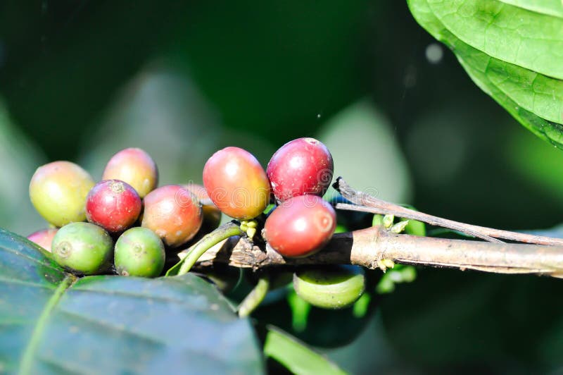 Coffee Bean or Coffee Sed ,coffee Beans or Coffee Plant Stock Photo