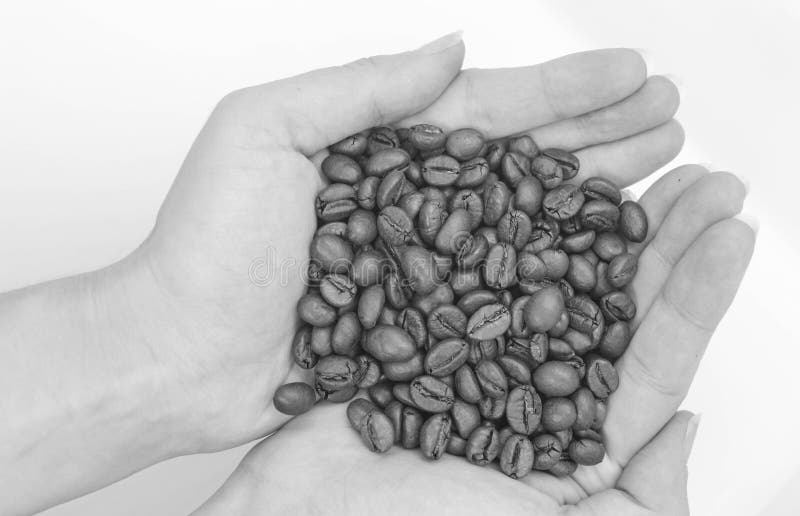 African Cherry Seed Stock Photos Free & RoyaltyFree Stock Photos