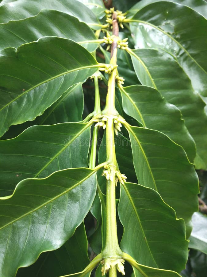 Coffee Bean Sprouts Flowers Buds Stock Image Image of flowers, beans 46659339