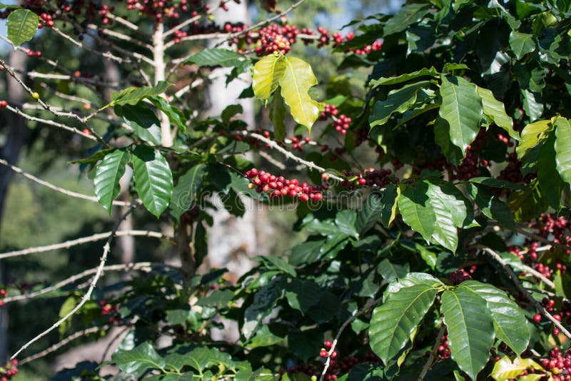 Coffee bean on tree. Grow, stock image. Image of floral 190979925