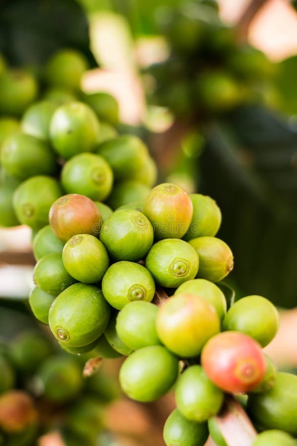 Coffee bean on tree stock photo. Image of bean, grow 47861652