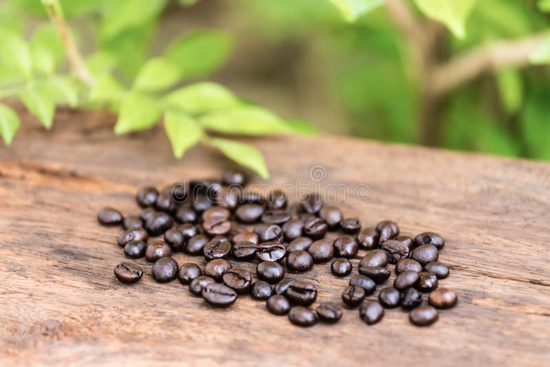 Coffee bean on wood floors