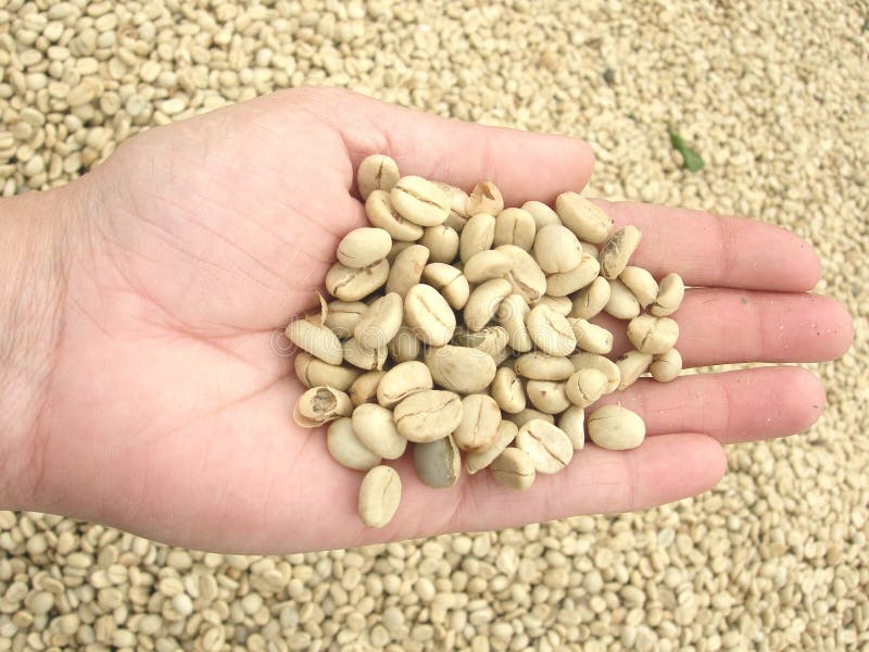 Green coffee. Colombia stock photo. Image of engine, ecological 13600968