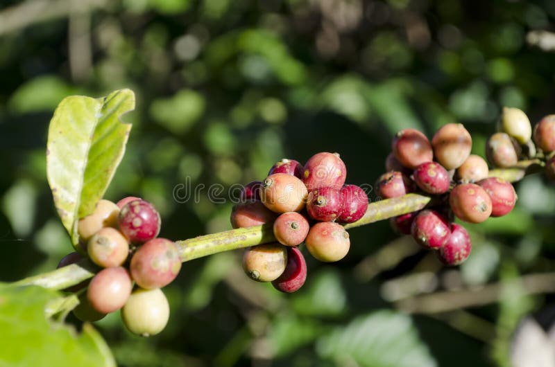 Coffee Beans