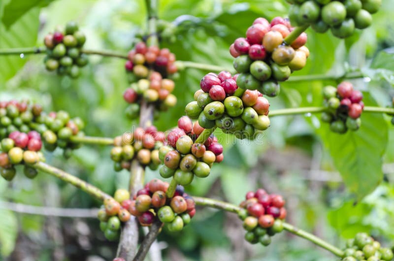 Coffee Beans