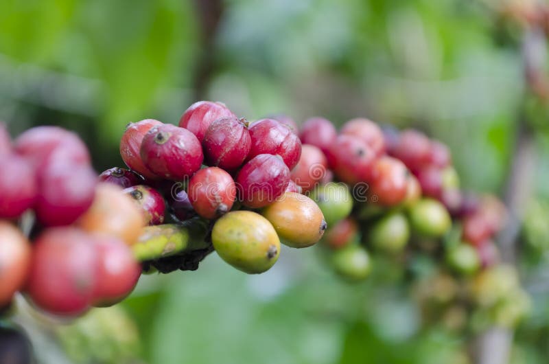 Coffee plant stock photo. Image of plant, crop, outdoor 14491622