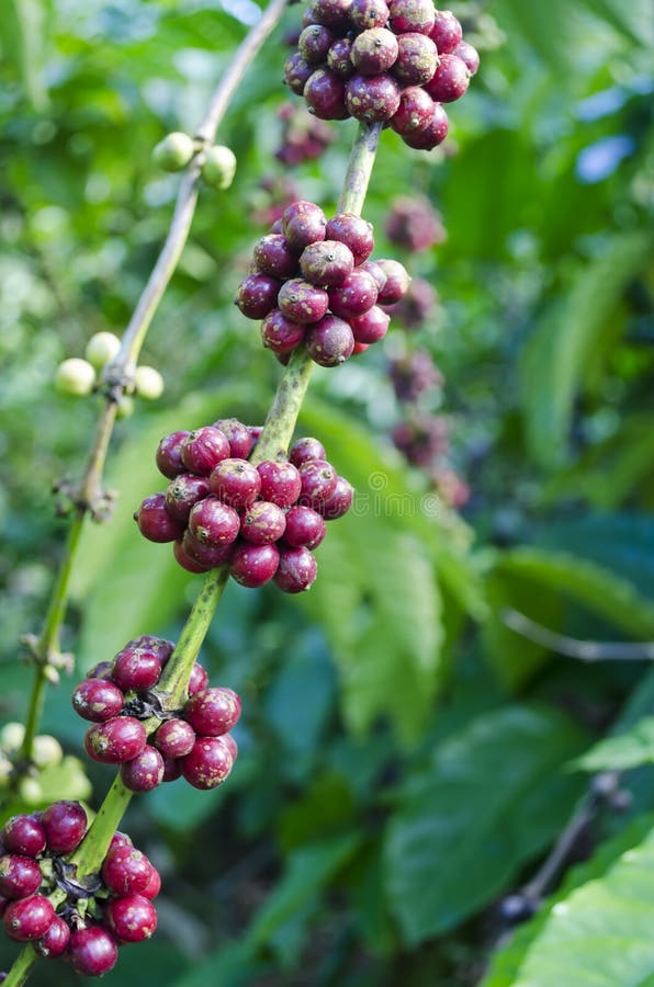 Coffee Beans