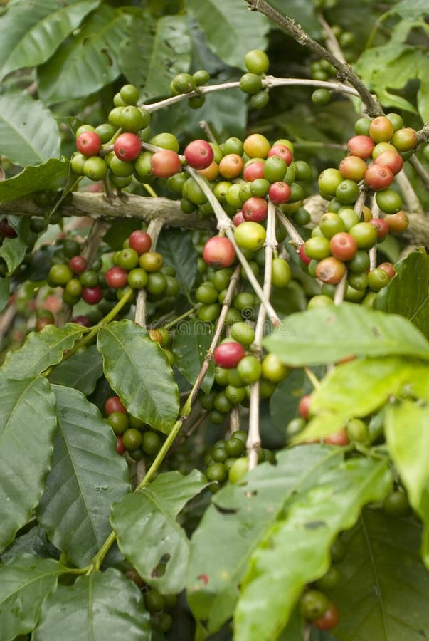 Coffee beans stock photo. Image of seed, growing, green 3435396