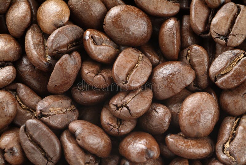 Kenyan Coffee beans stock photo. Image of caffeine, roasted 11303608