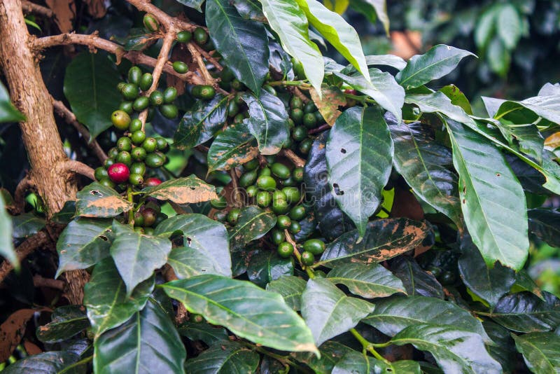 Coffee Plants on Plantation in Costa Rica Stock Photo Image of