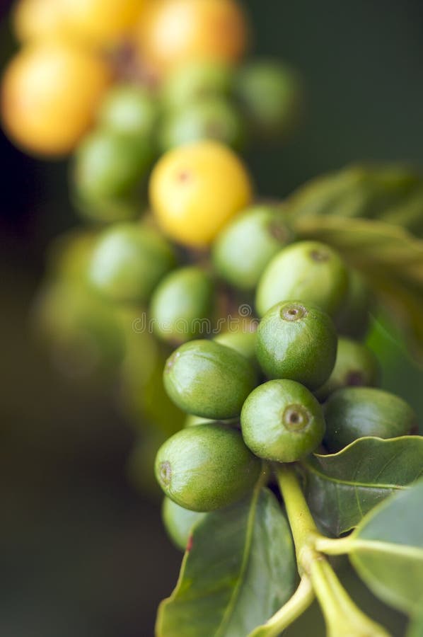 Coffee Beans on the Branch