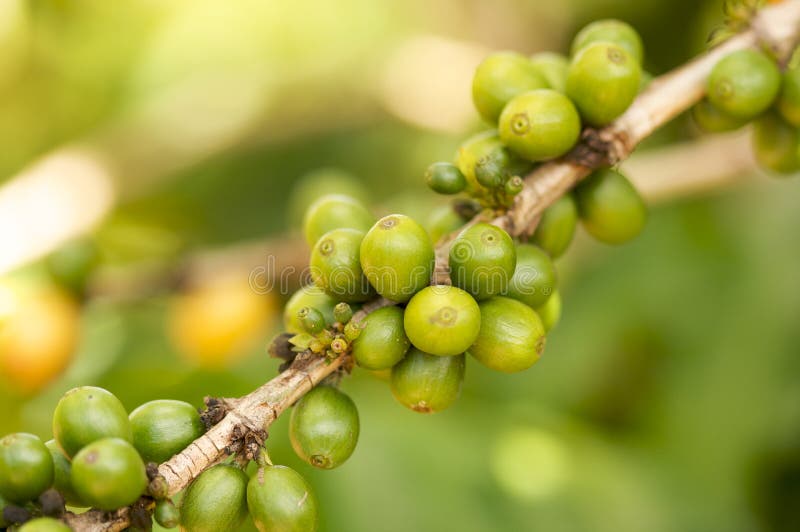 Coffee Beans on the Branch