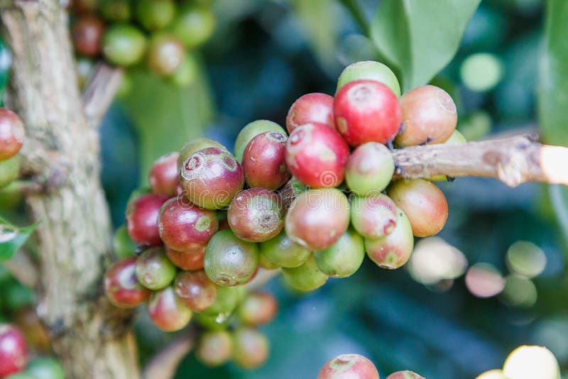 Coffee Beans on the Branch. Raw Coffee Beans on Coffee Tree Plantation