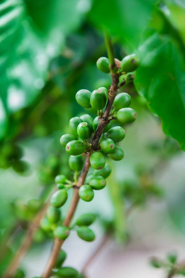 Coffee Beans on the Branch. Stock Image Image of green, farm 43333379