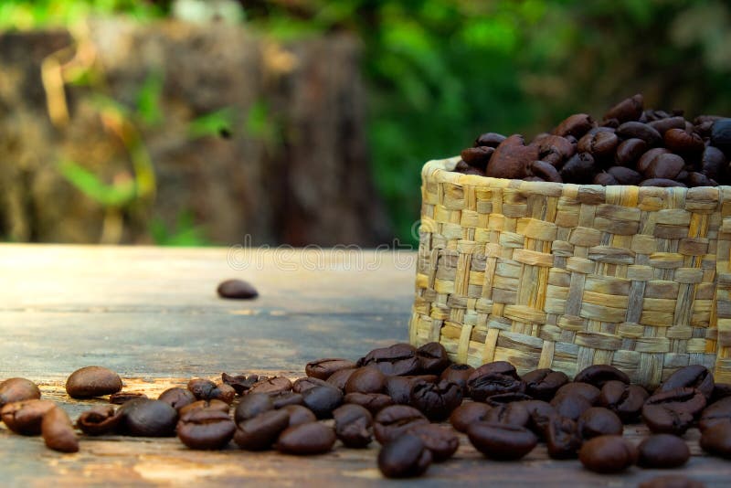 Coffee plant stock photo. Image of plant, crop, outdoor 14491622