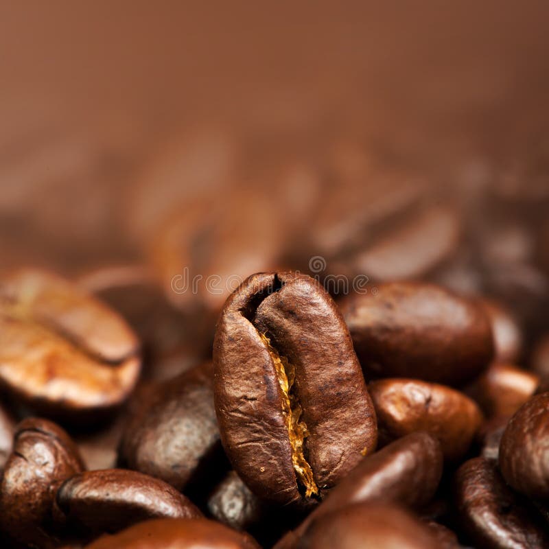 Coffee Beans Caffeine Roasted Brown Espresso Wallpaper Close Up. Stock