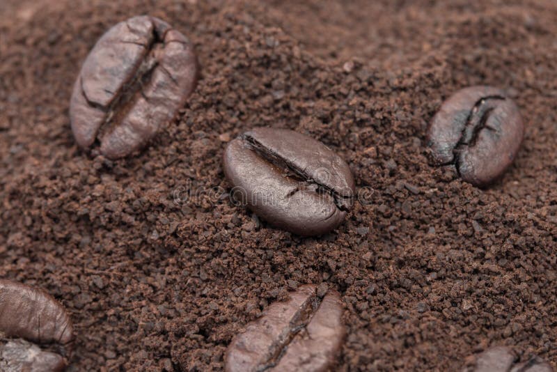 Coffee Beans on Coffee Powder Stock Image Image of beverage, food