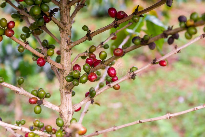 Coffee plant stock photo. Image of plant, crop, outdoor 14491622