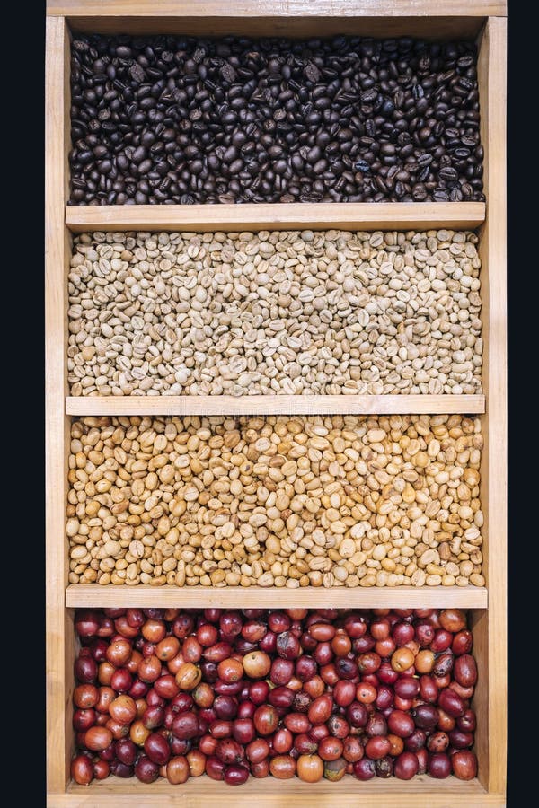 Coffee Beans Display Various Stages of Roasting Green To Dark Stock