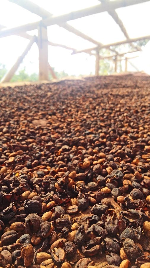 Coffee Beans Process stock image. Image of farming, black 263929495