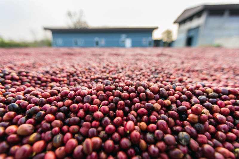 Coffee Beans Drying in the Sun. Coffee Plantations at Coffee Farm Stock Image Image of coffee