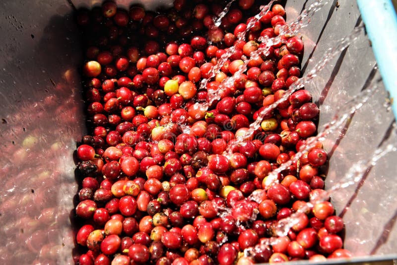 Coffee Beans,in the Ferment and Wash Method Stock Photo Image of crop