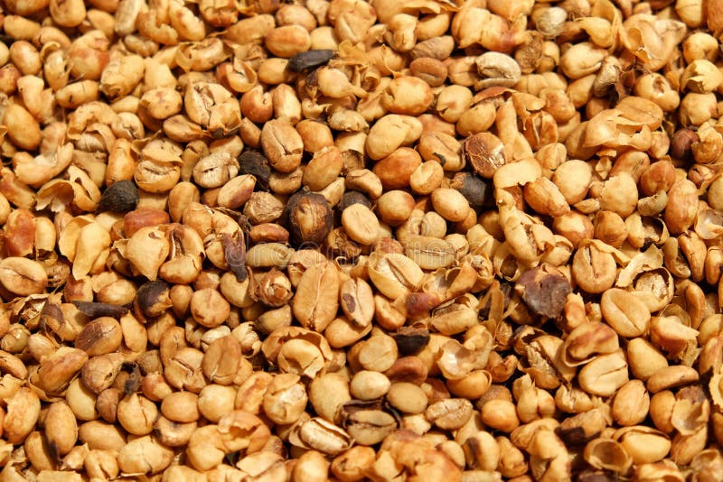 Fresh Coffee Beans Not Roast Stock Image Image of aroma, copy 24099613