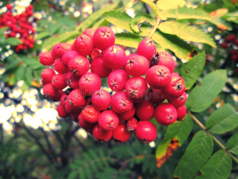 Coffee beans fruit stock image. Image of aroma, grain 237584291