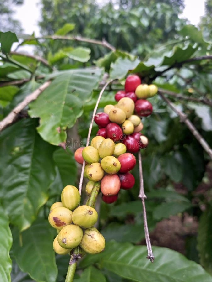 Coffee beans fruit stock photo. Image of grain, farming 231116916