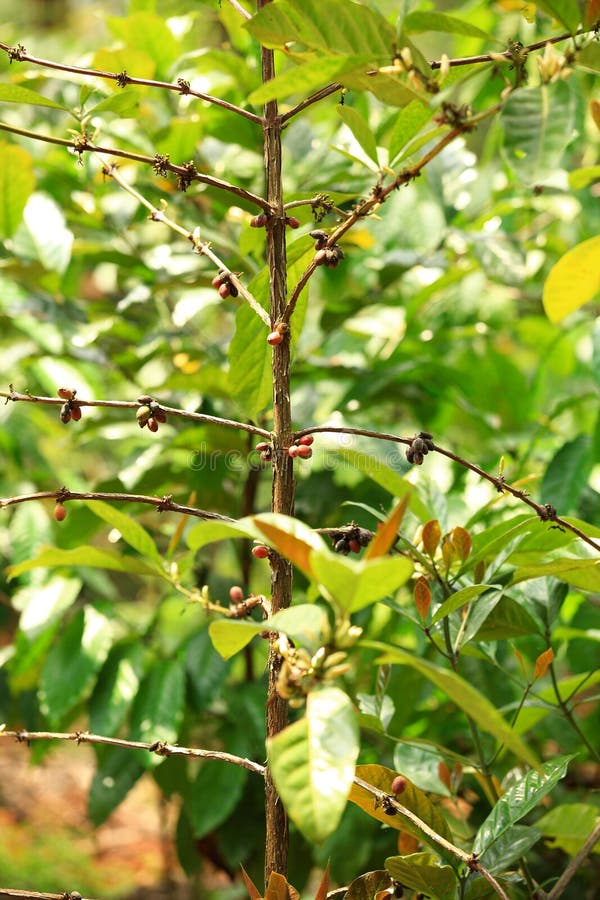 Coffee beans grow on tree stock photo. Image of branch 39909958