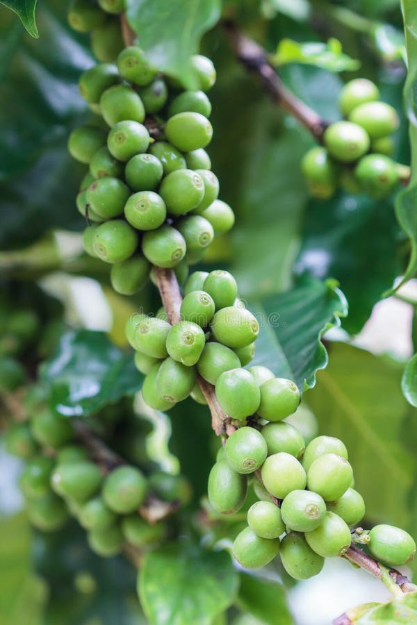 Coffee beans growing stock photo. Image of grow, fruit 36218066
