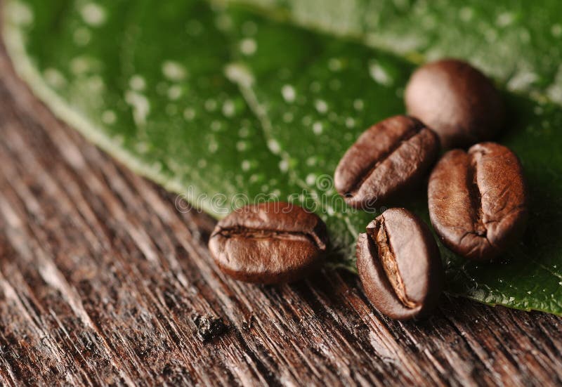 Coffee beans and leaf stock photo. Image of africa, aroma 28382258