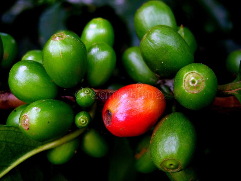 Éste es un único ejemplo de en uno café frijoles antes próximo uno.