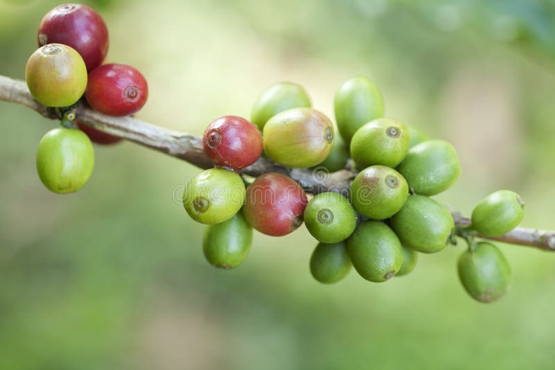 Coffee beans on plant stock image. Image of harvest, bush 17421785