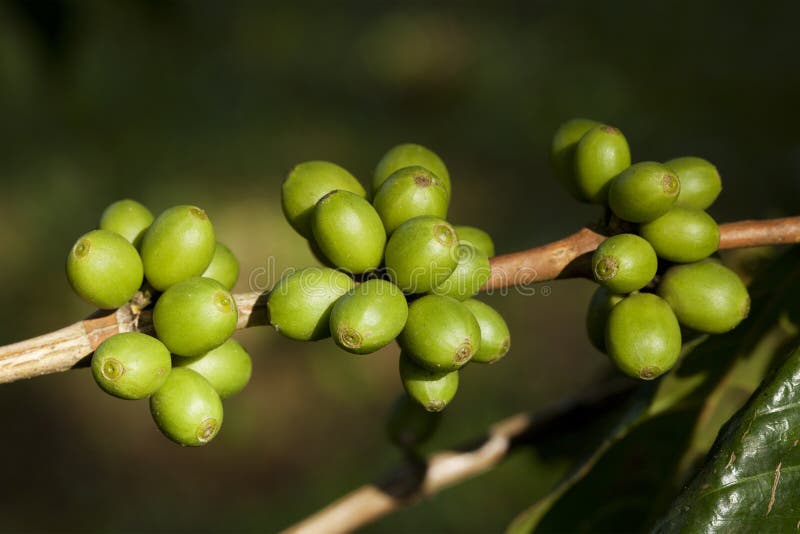 Coffee beans on plant stock photo. Image of drink, bean