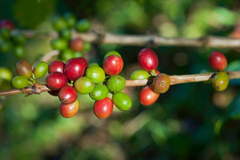 Coffee beans on plant