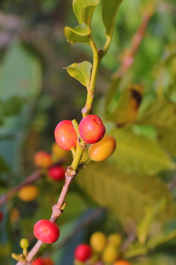 Coffee Beans on the Plant in Cuetzalan, Puebla, Mexico I Stock Image
