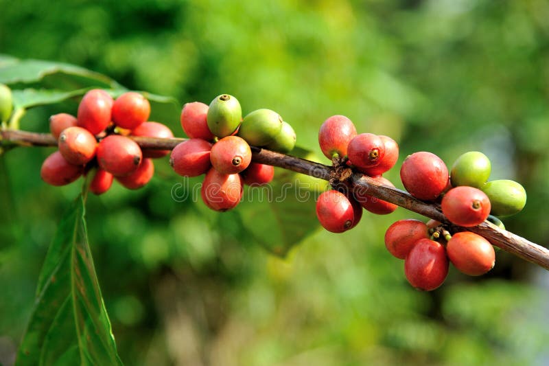 Coffee beans on plant stock photo. Image of flavor, close 39056922