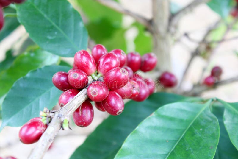 Coffee beans stock image. Image of caffeine, bean, beverage 65220939