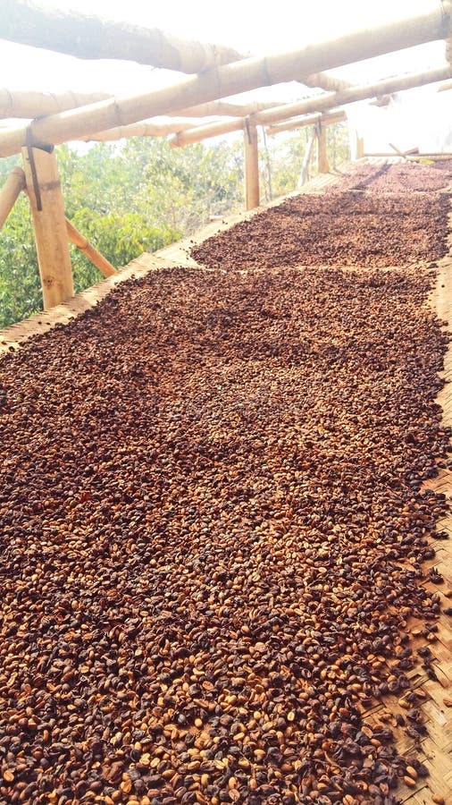 Coffee Beans Process stock photo. Image of farming, coffee 263929528