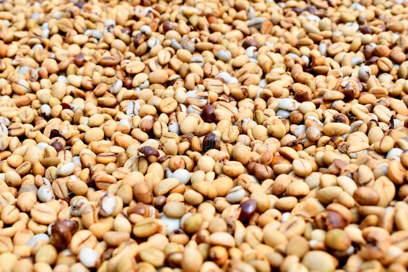 Coffee Beans Processed Robusta Thailand Stock Photo Image of drink