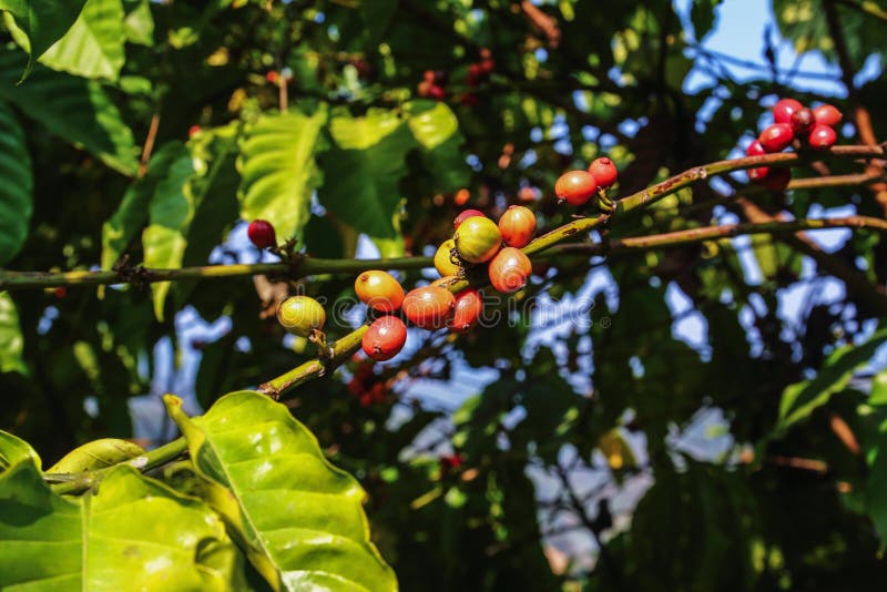 208 Fields Coffee Beans Stock Photos Free & RoyaltyFree Stock Photos