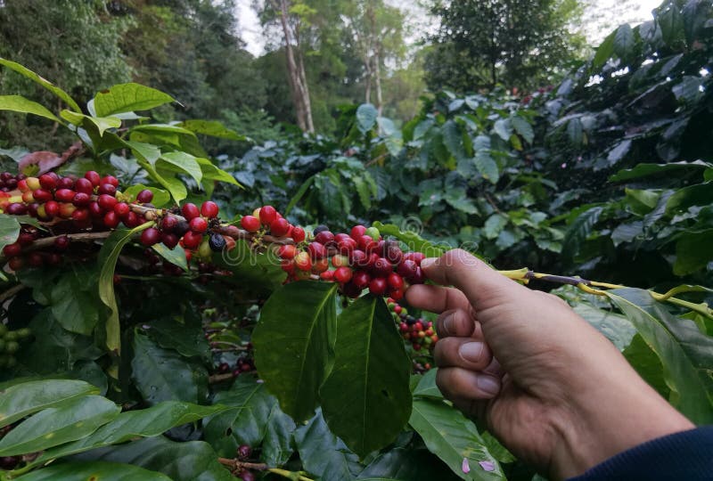Coffee beans ripening stock photo. Image of beverage 243506284