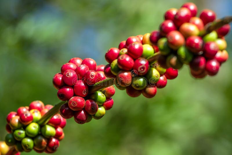 Coffee plant stock photo. Image of plant, crop, outdoor 14491622