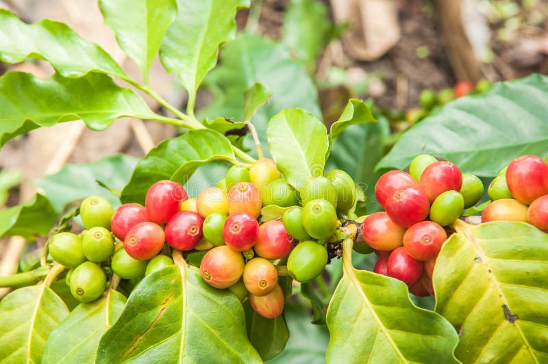 Coffee beans ripening stock photo. Image of coffee, food 77773932