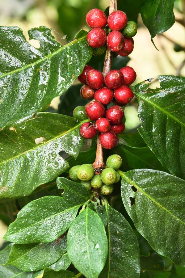 Coffee beans ripening stock image. Image of holly, caffeine 83305223